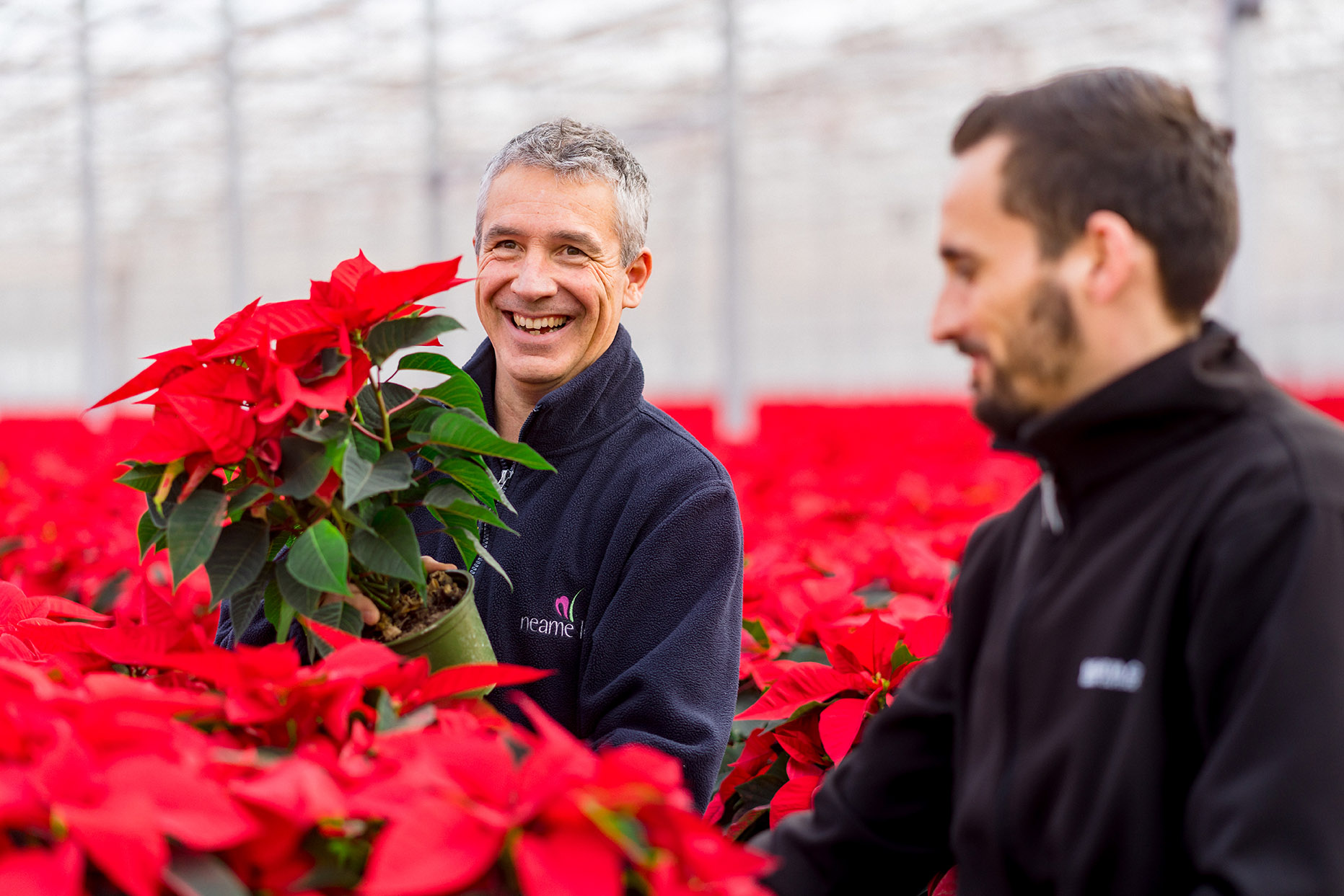 Indoor kamerplanten in kas van de Bridge Farm Group