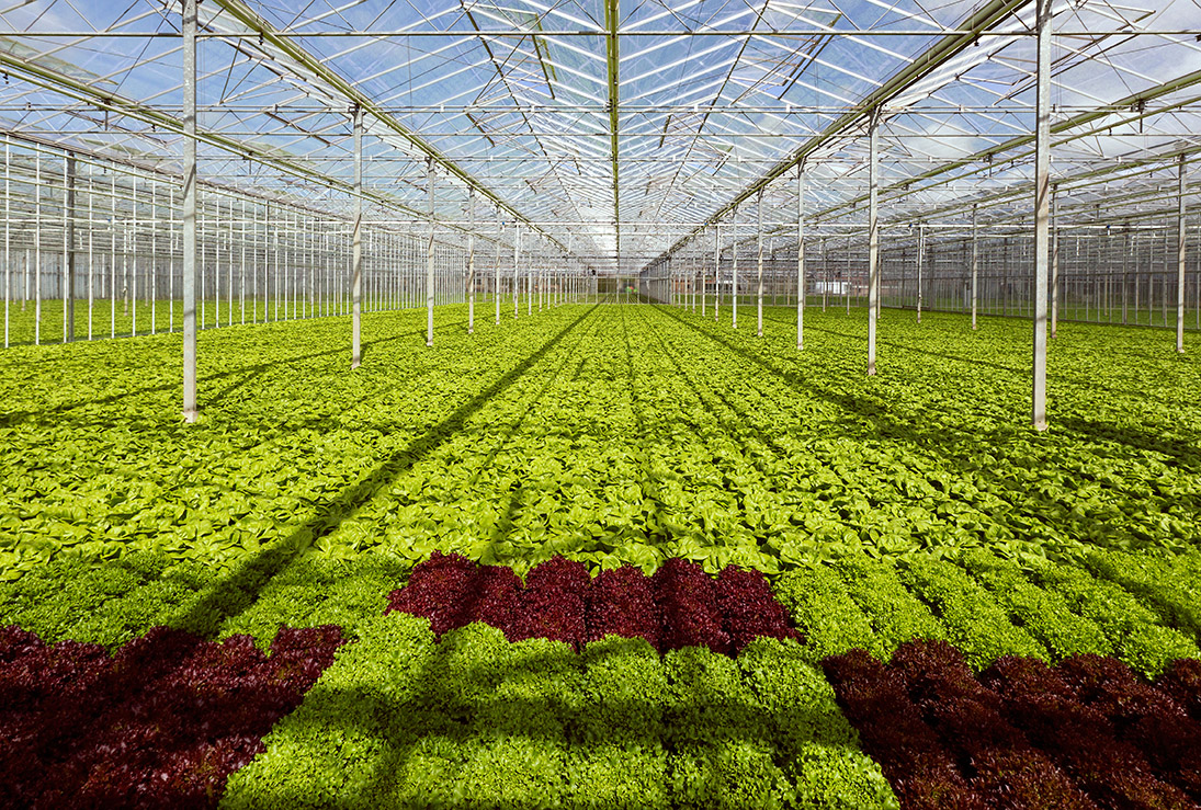 een veld met verse kropsla in een tuinbouwkas