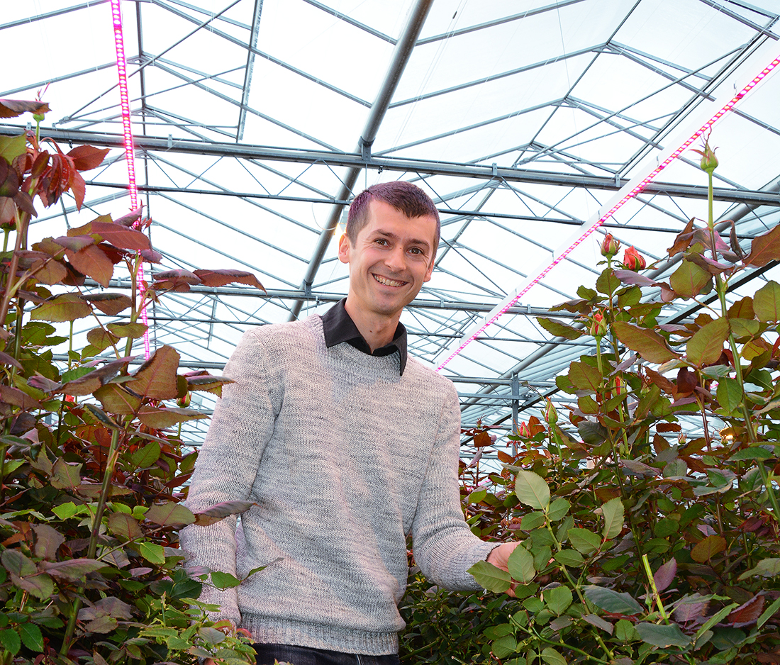 Rose grower with roses under a coated greenhouse with ReduFuse IR