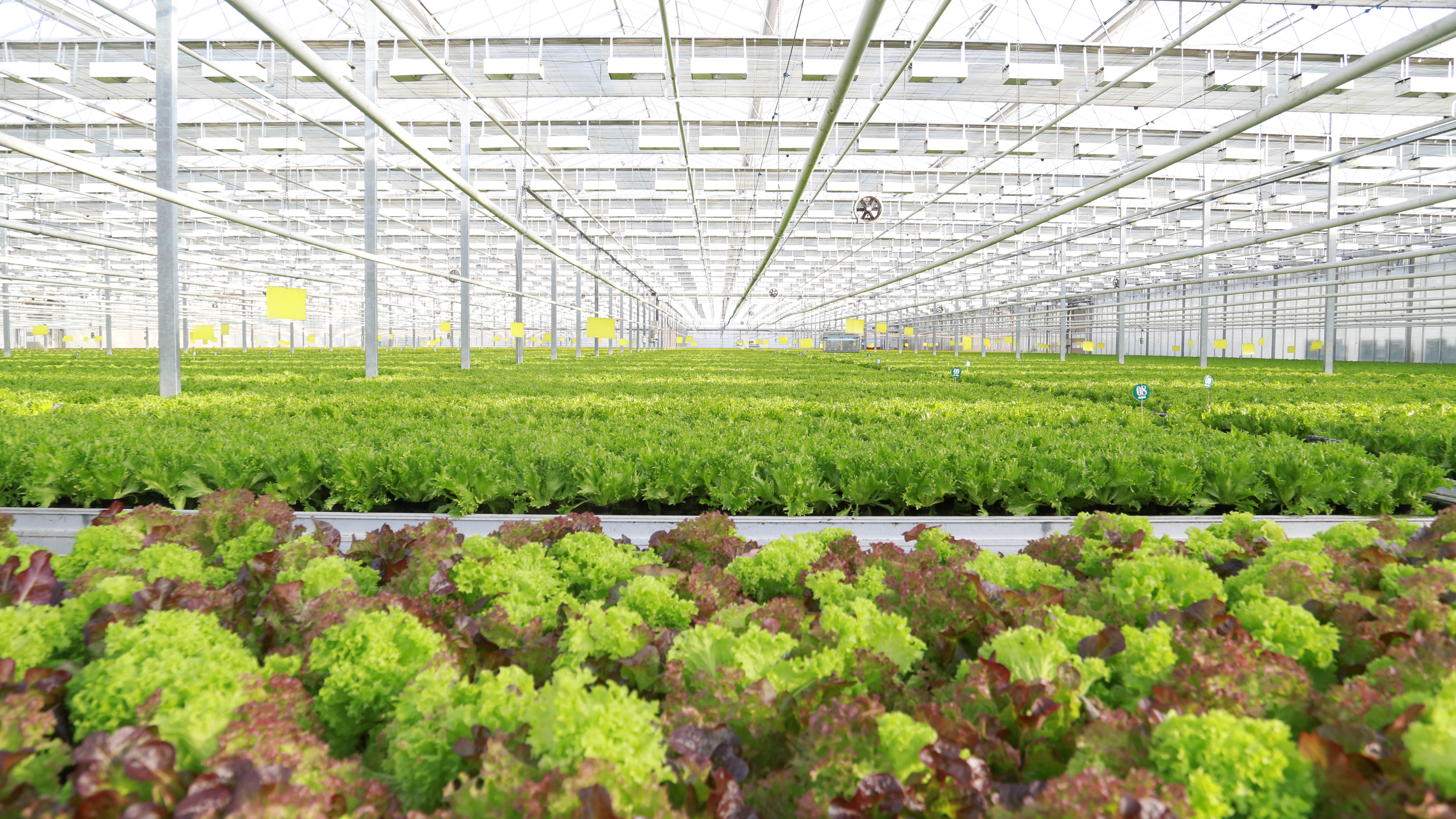 growing salads and herbs in greenhouses - Agrocombinat “Moskovsky”