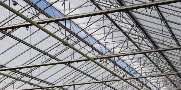ReduFuse IR diffuse coating on greenhouse roof ReduFuse IR is a coating that reduces heat radiation while diffusing the light when it enters the greenhouse.