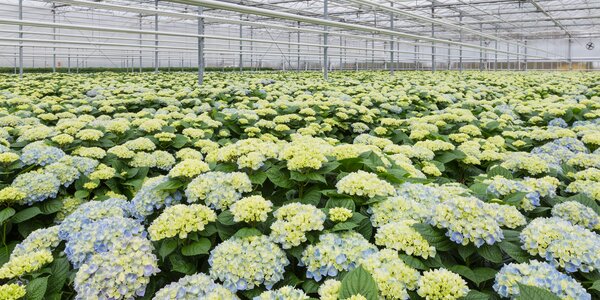 Hydrangea cut flowers