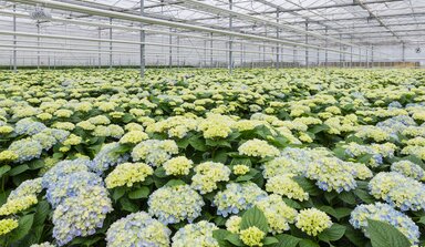 Hydrangea cut flowers