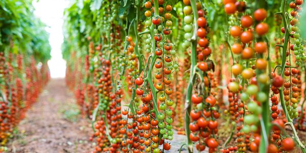 tomato plants in greenhouse