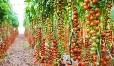 Tomatenpflanzen im Gewächshaus