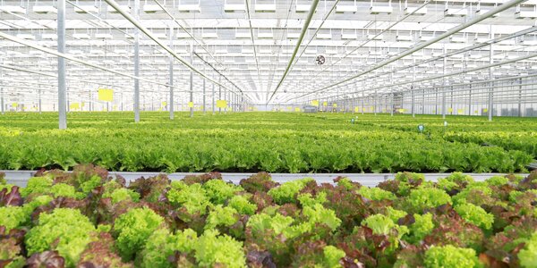 growing salads and herbs in greenhouses - Agrocombinat “Moskovsky”