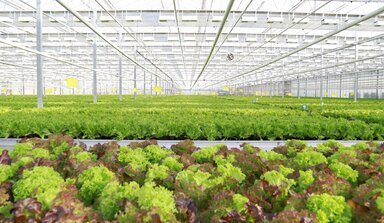 growing salads and herbs in greenhouses - Agrocombinat “Moskovsky”