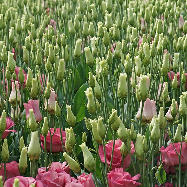 Blüten unter diffuser Beschichtung