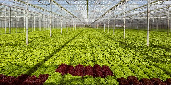 een veld met verse kropsla in een tuinbouwkas