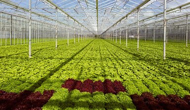 a field of fresh lettuce in a greenhouse