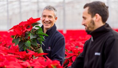 Indoor kamerplanten in kas van de Bridge Farm Group