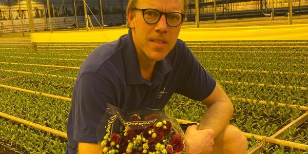 plant grower with Lisianthus in a greenhouse