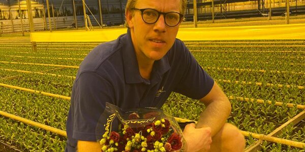 plantenkweker met Lisianthus binnen in een tuinkas