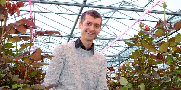 Rose grower with roses under a coated greenhouse with ReduFuse IR