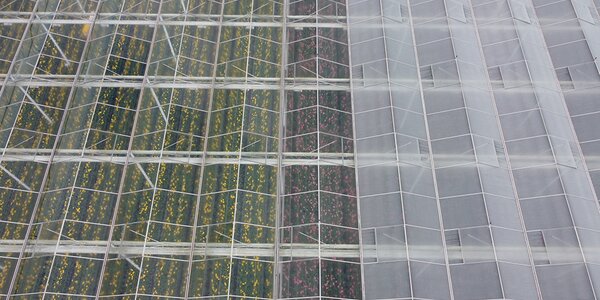 Horticultural greenhouse shows a difference between a roof with coating and a washed roof