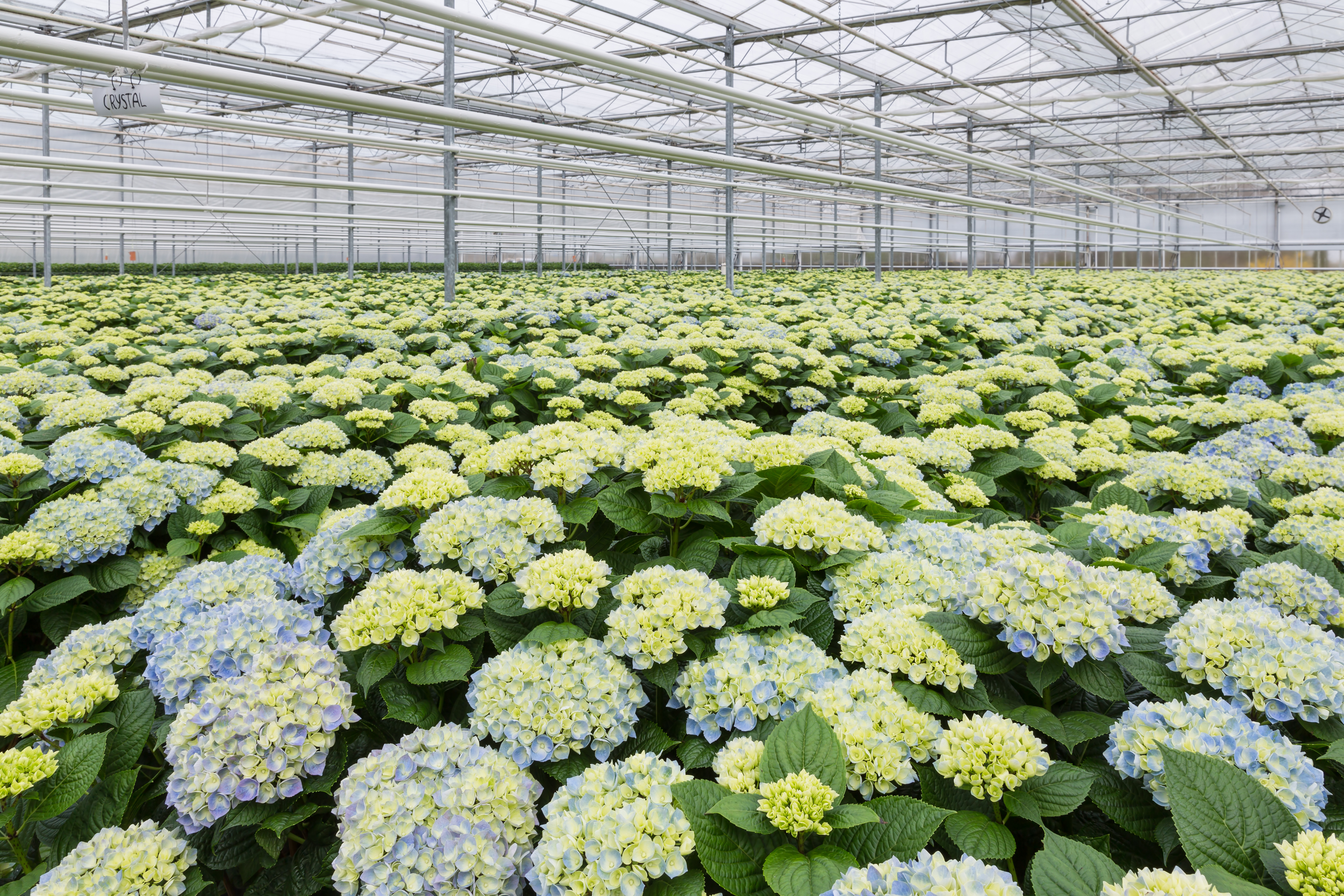 Hydrangea cut flowers