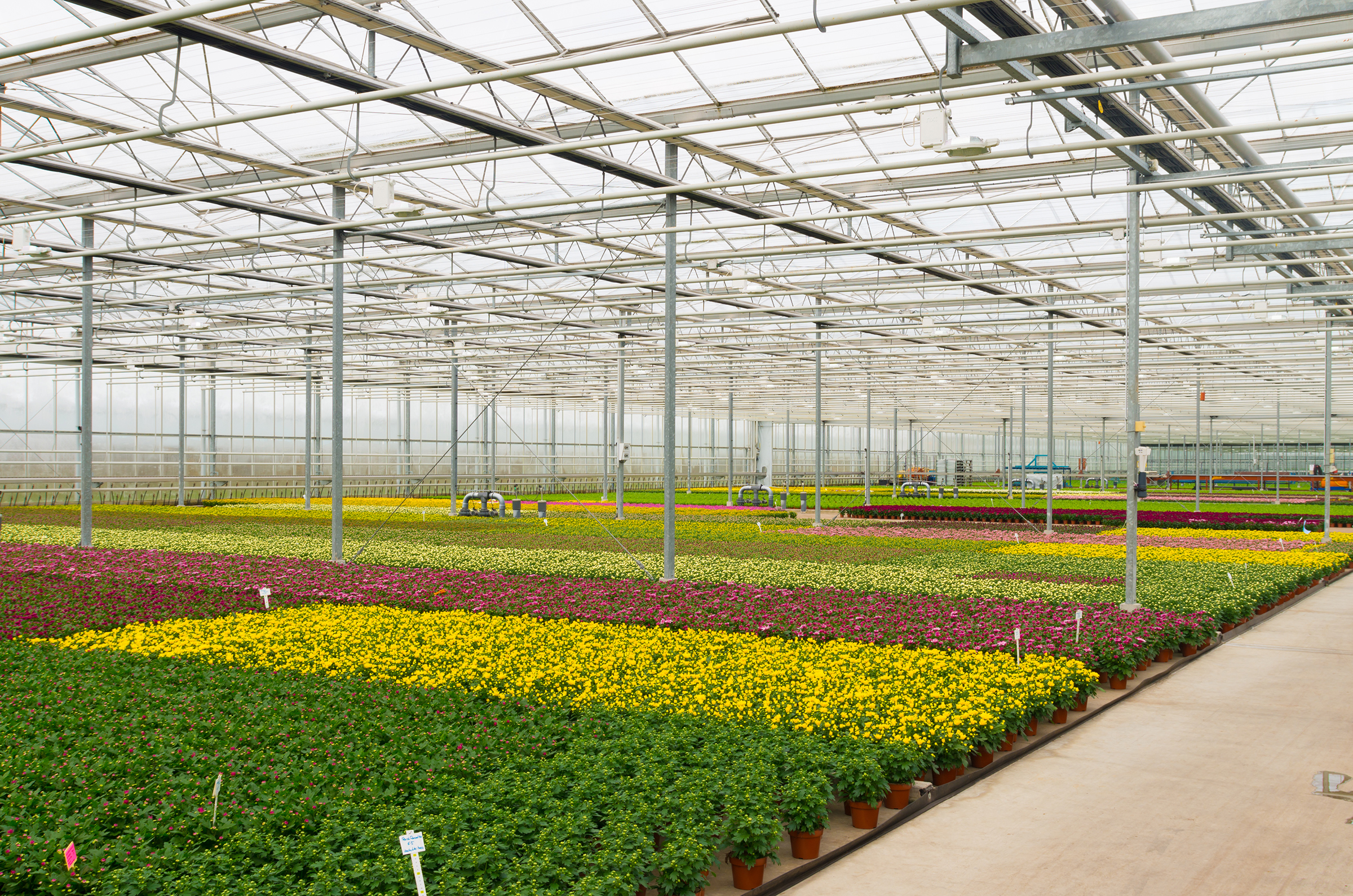 Chrysant is een lichtminnend gewas dat gevoelig kan zijn voor te veel hitte