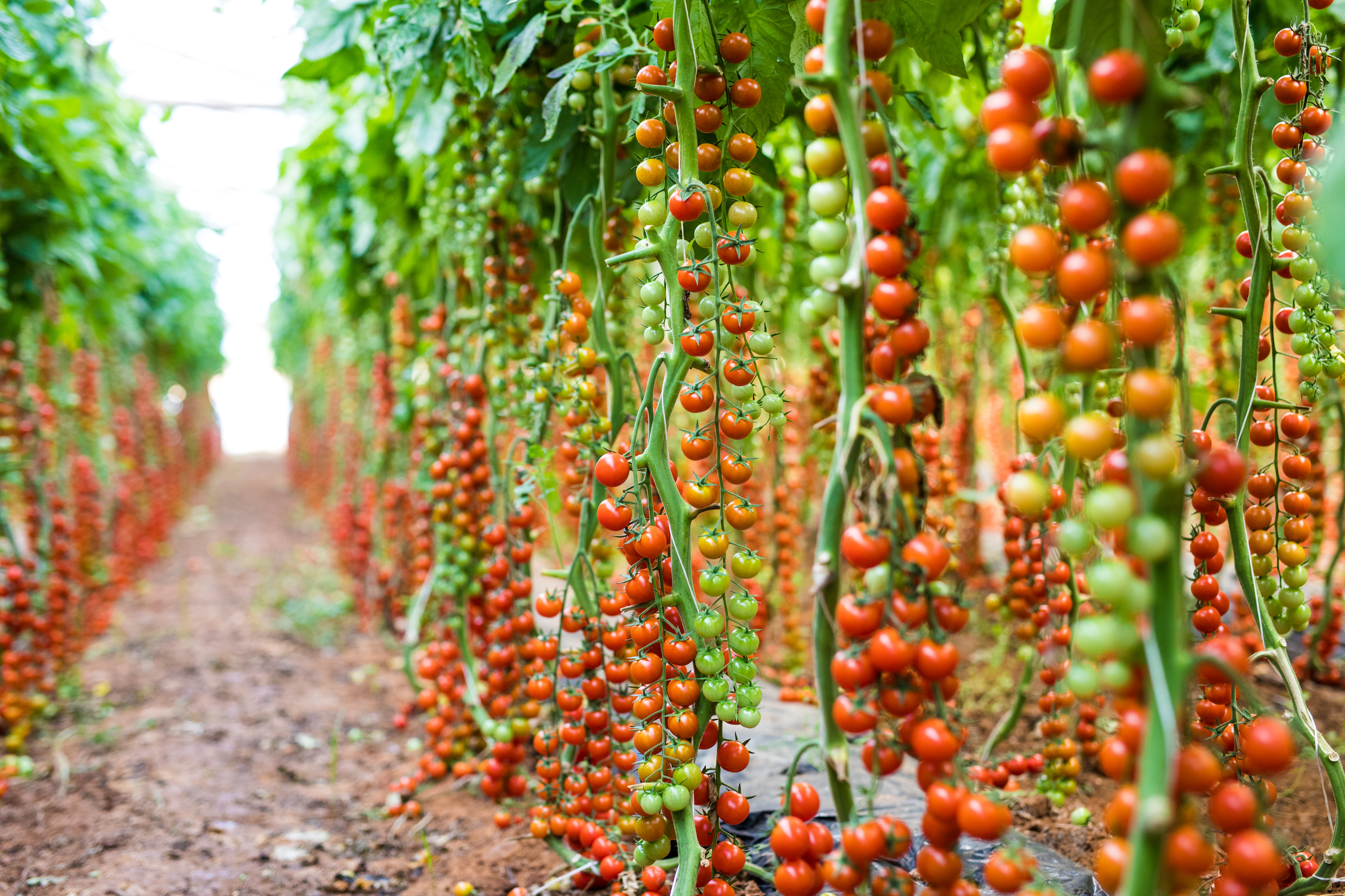 tomato plants in greenhouse
