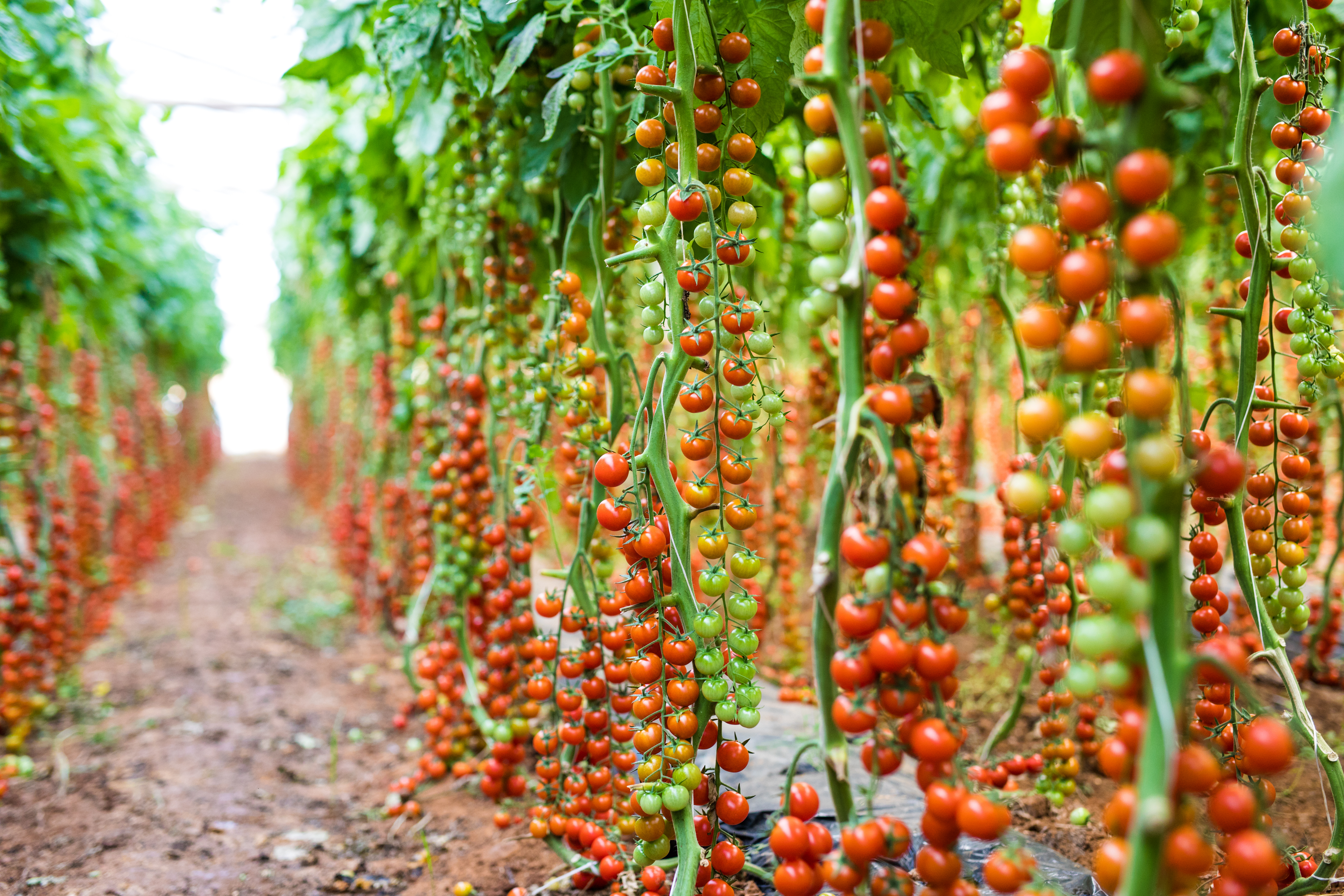 tomatenplanten in kas