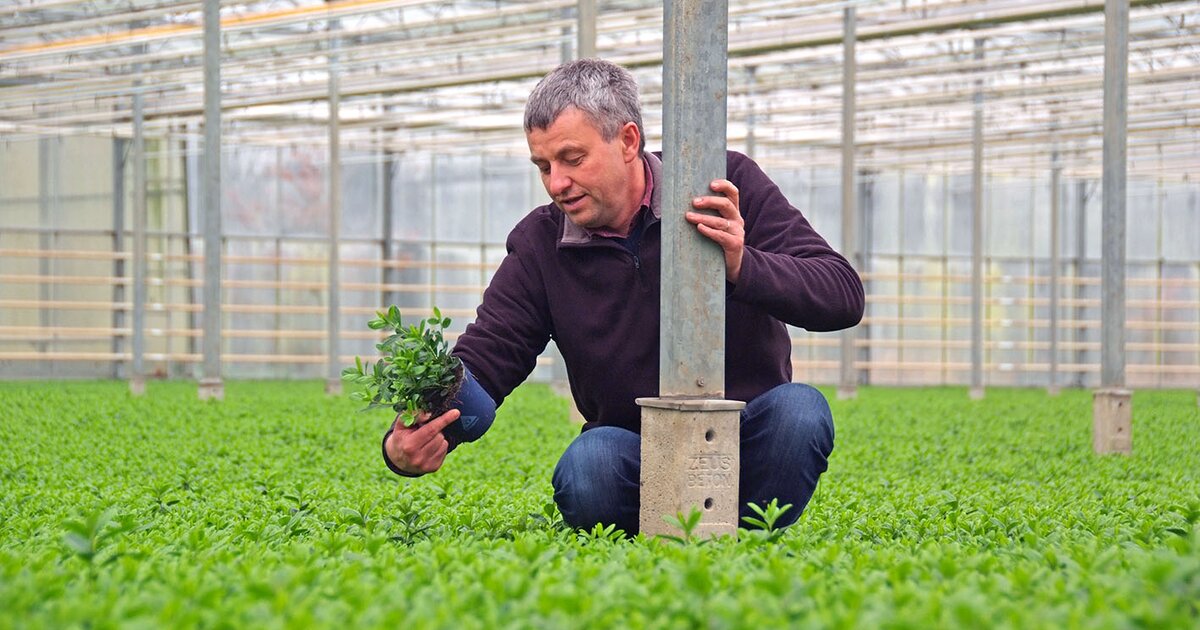 ReduSol met pigment beschermt jonge azalea’s : ReduSystems