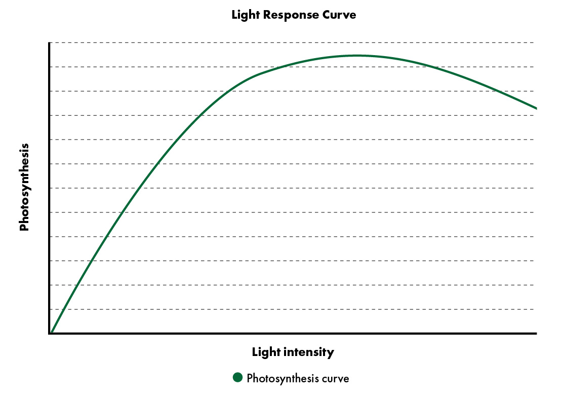 Light Response Curve
