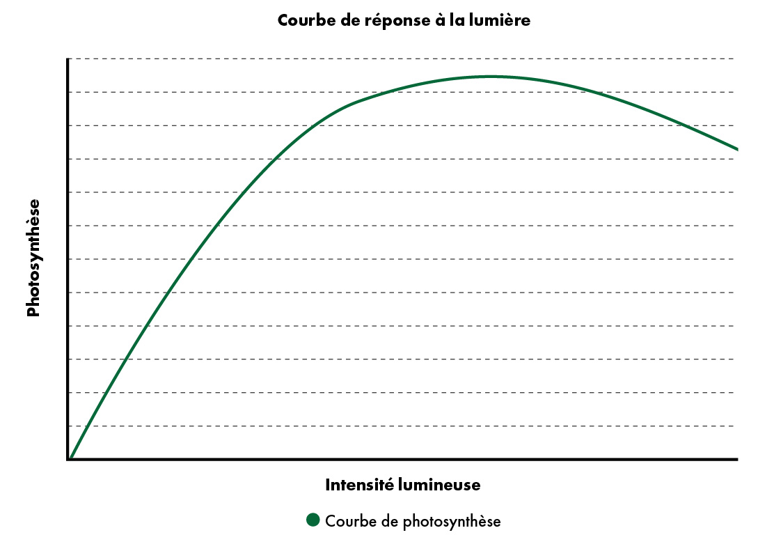 Courbe de réponse à la lumière