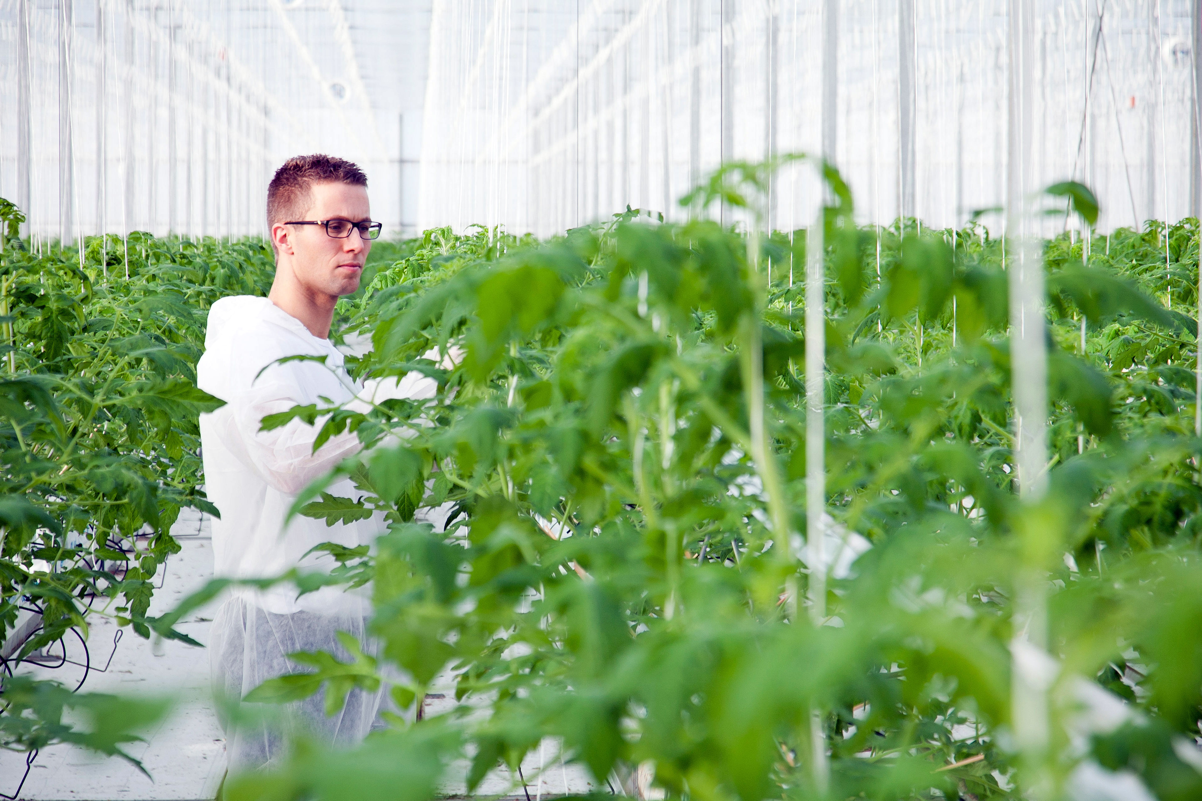 Consultant in greenhouse