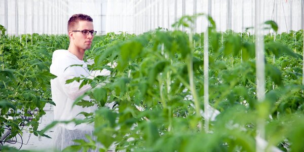 Consultant in greenhouse