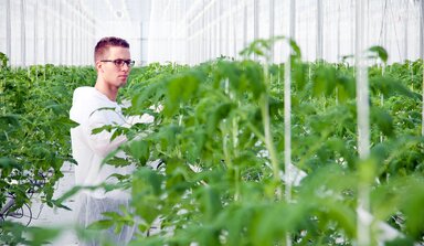 Consultant in greenhouse
