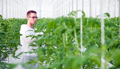 Conseiller aux cultures en serre