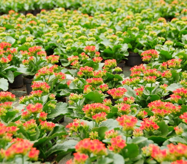 Kalanchoe plant