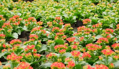 Kalanchoe plant