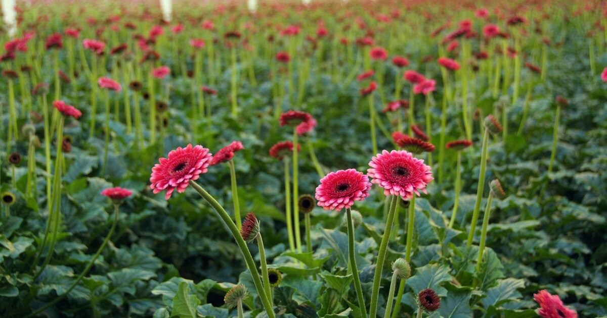 Lowgrowing ornamental crops benefit from diffused light ReduSystems