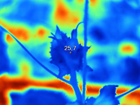 plant temperature