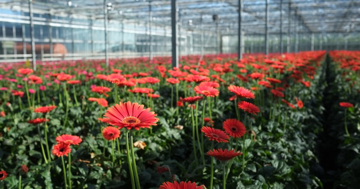 Plants prefer uniform climate ReduSystems