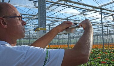 Ornamental production