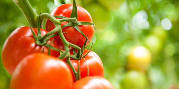 Tasty tomatoes growing in greenhouse