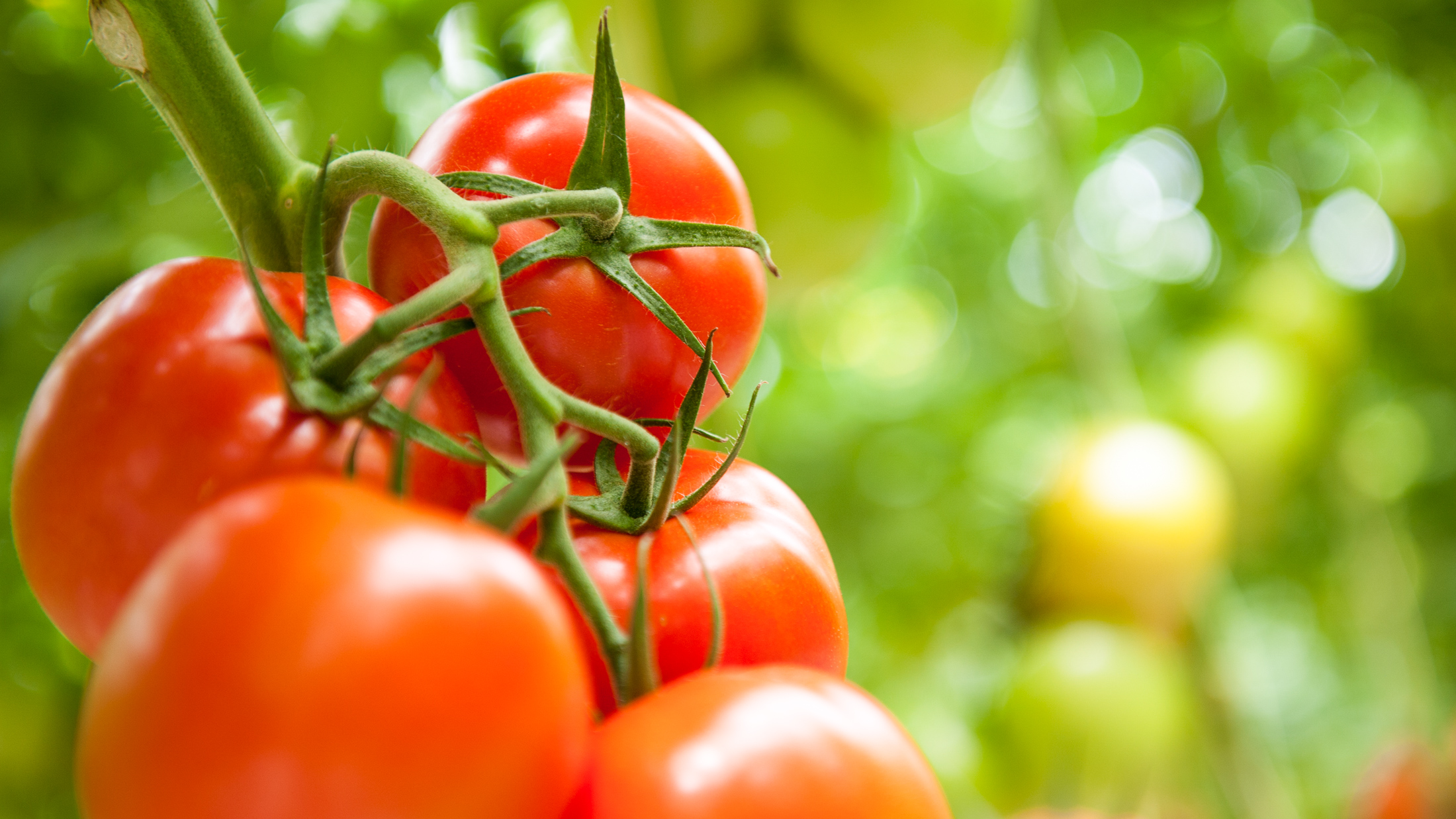 Tasty tomatoes growing in greenhouse